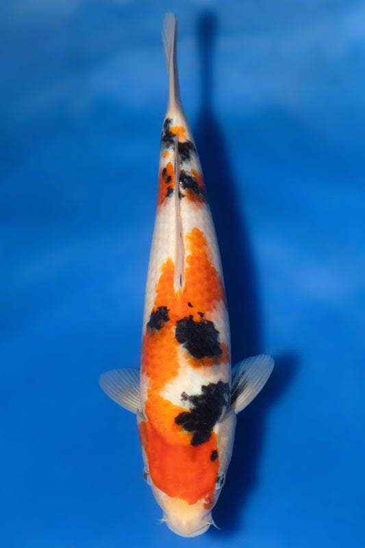 Sanke, 28 cm, 2024, Tosai