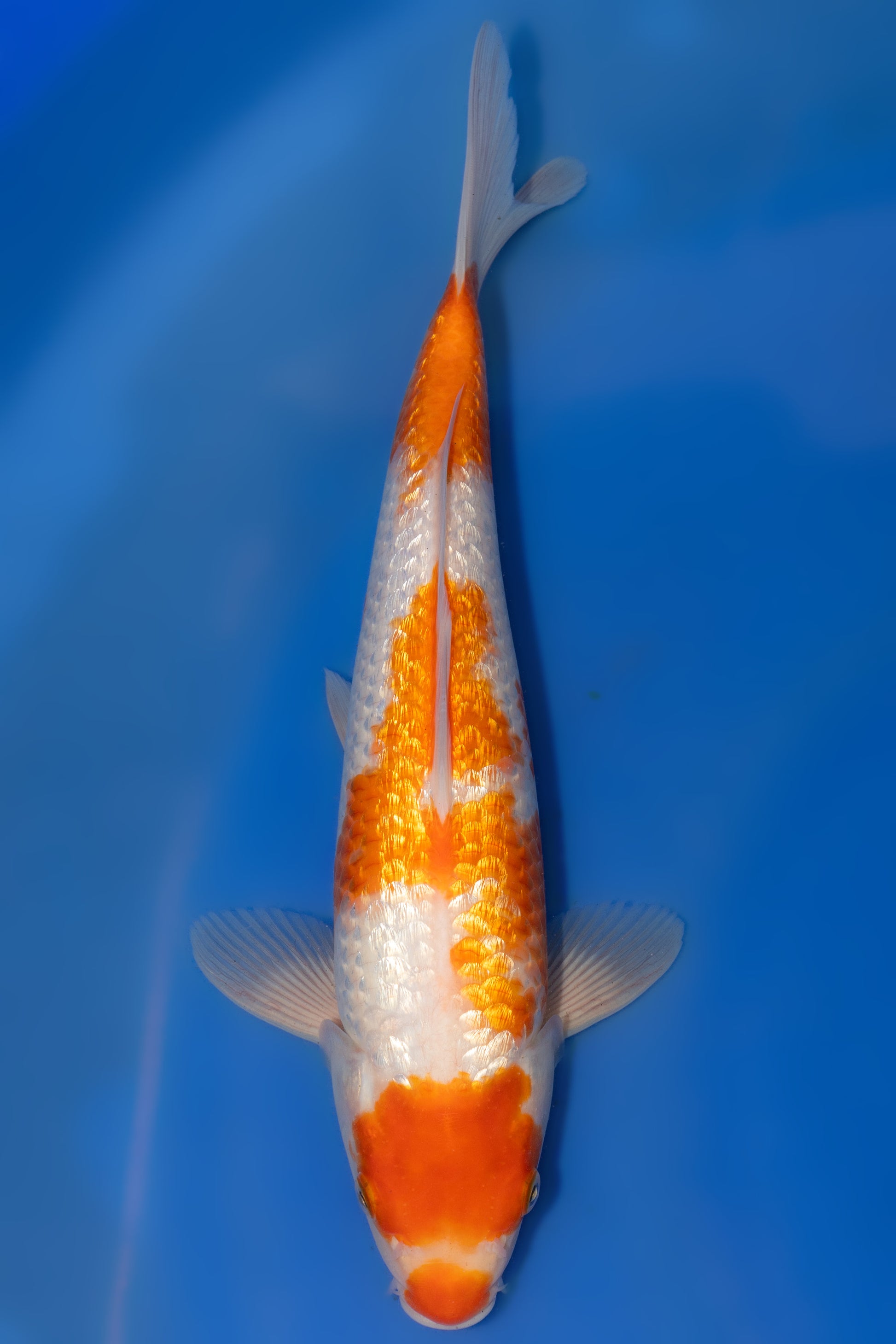 Ginrin Showa, 33 cm, 2025, Tosai [72bb26a8-db89-4bcd-abc6-8d7d6ab3456c.jpg]