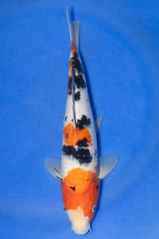 Sanke, 27 cm, 2024, Tosai