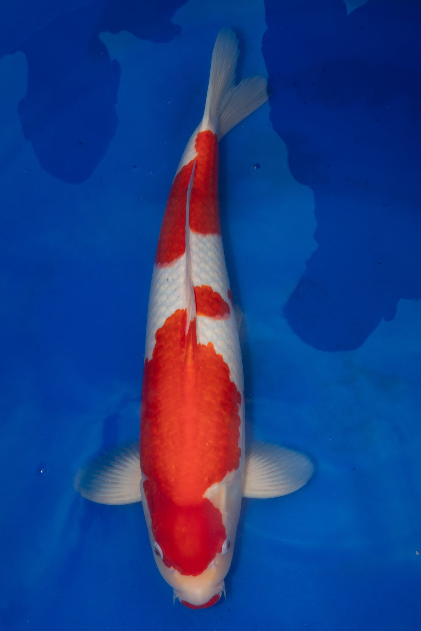 Kohaku, 55 cm, 2019, Nanasai, männlich [753d684c-17c2-4625-b68b-b57aa19432ef.jpg]
