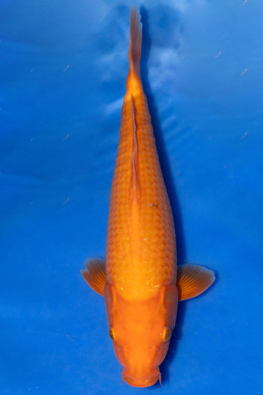 Benigoi, 30 cm, 2024, Tosai