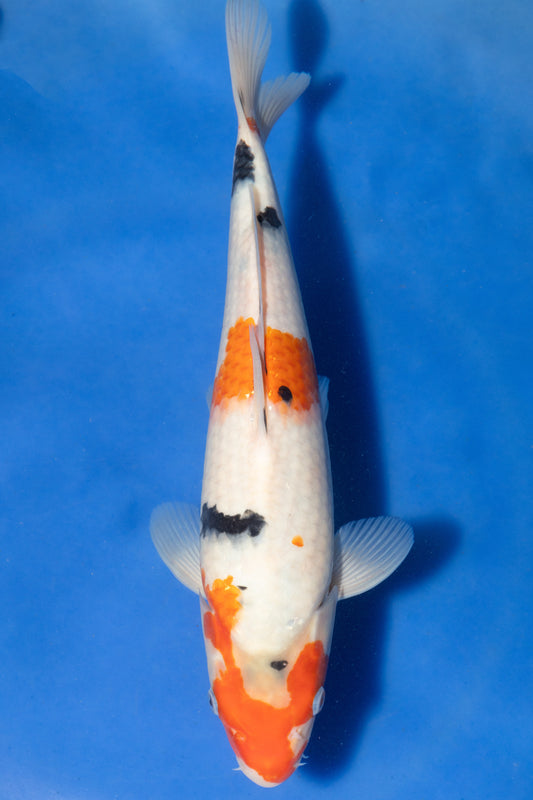 Sanke, 30 cm, 2024, Tosai