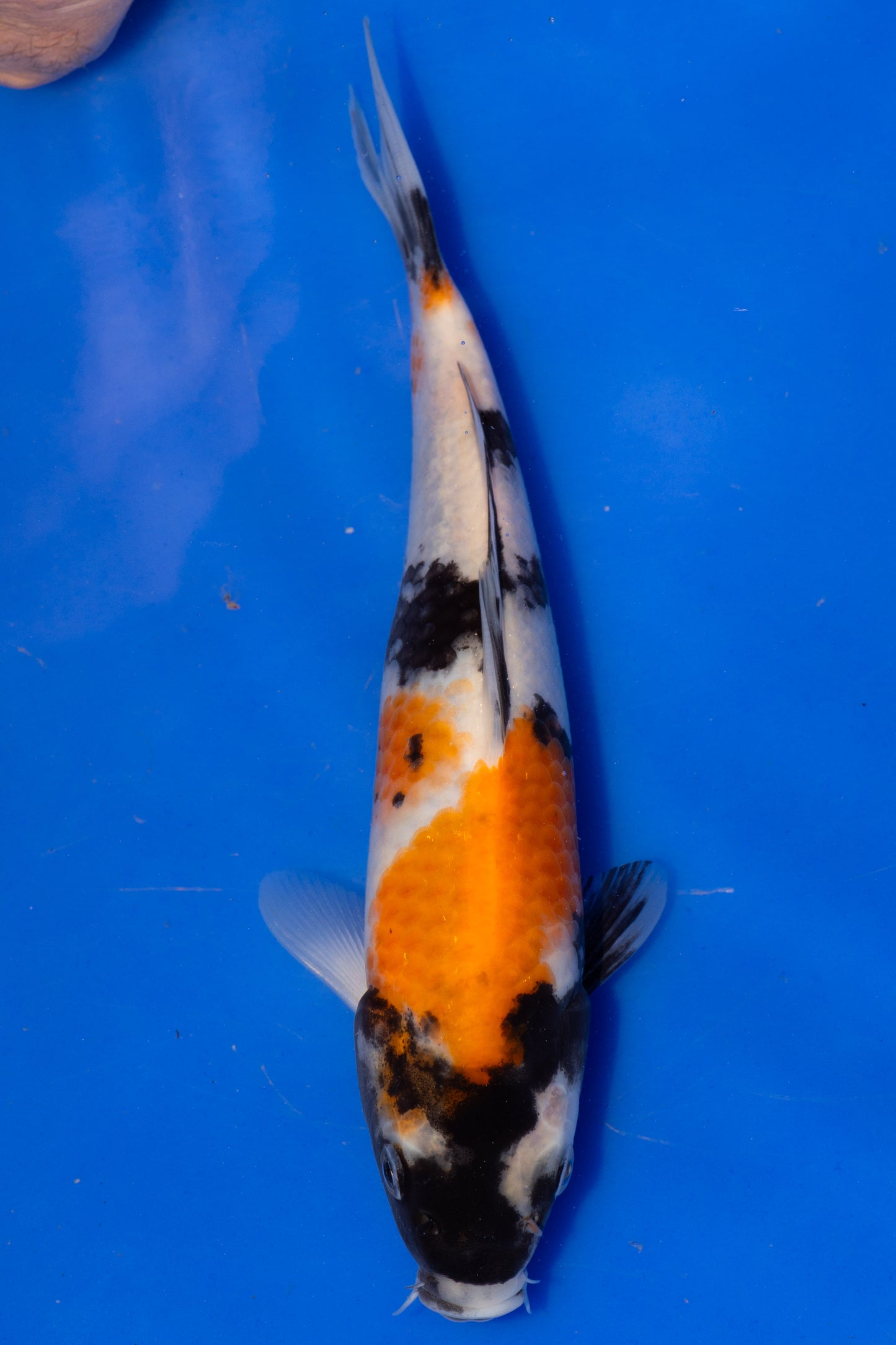 Showa, 21 cm, 2025, Tosai [86cfa0f5-656c-439b-886d-e1302193d5c7.jpg]