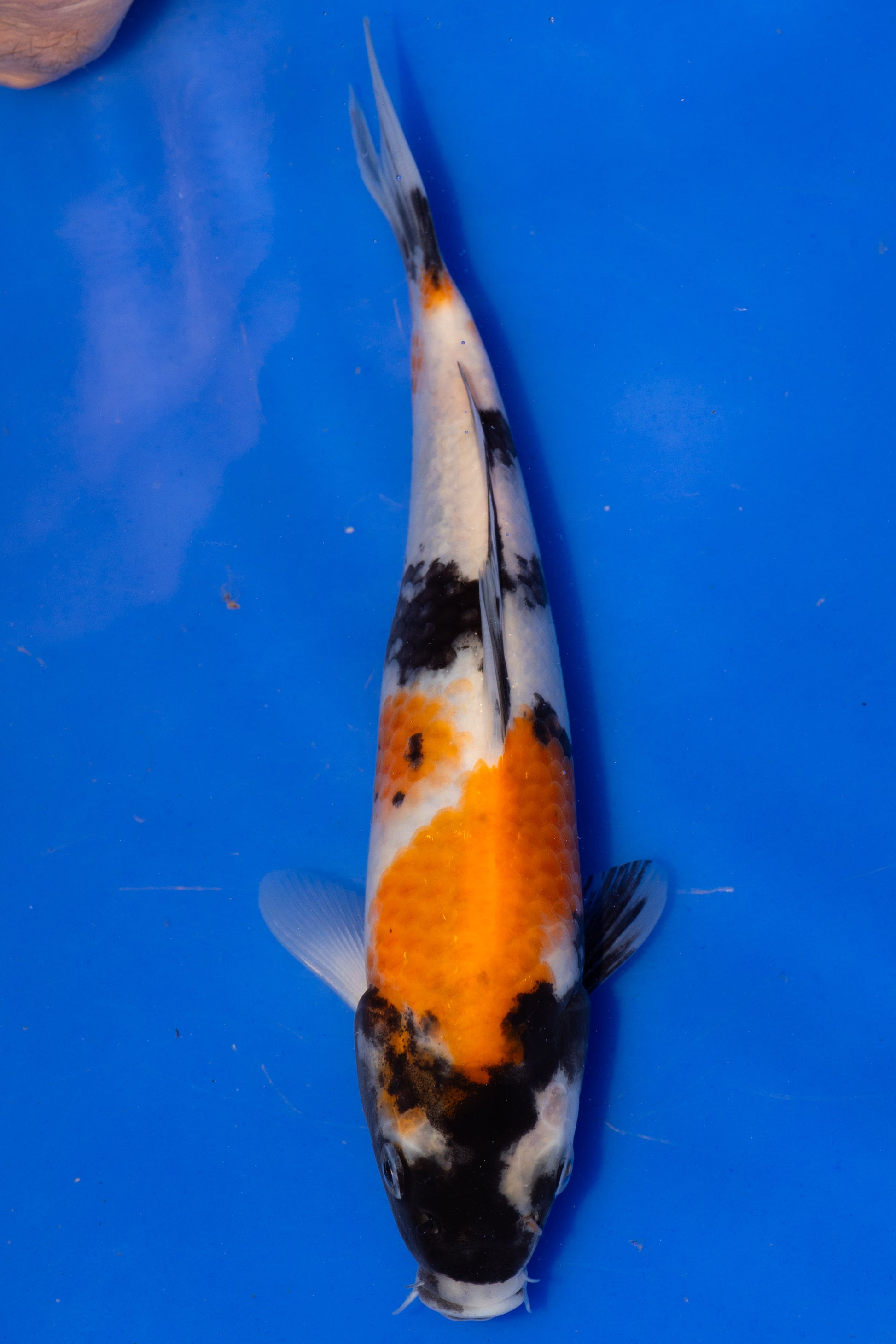 Showa, 21 cm, 2025, Tosai [86cfa0f5-656c-439b-886d-e1302193d5c7.jpg]