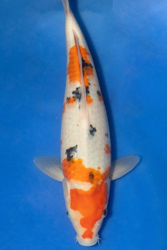 Sanke, 33 cm, 2024, Tosai