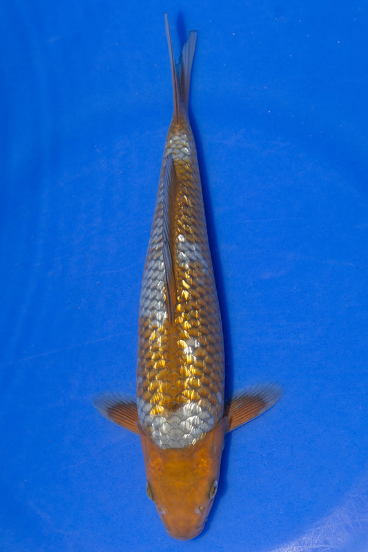Ginrin Ochiba, 28 cm, 2024, Tosai