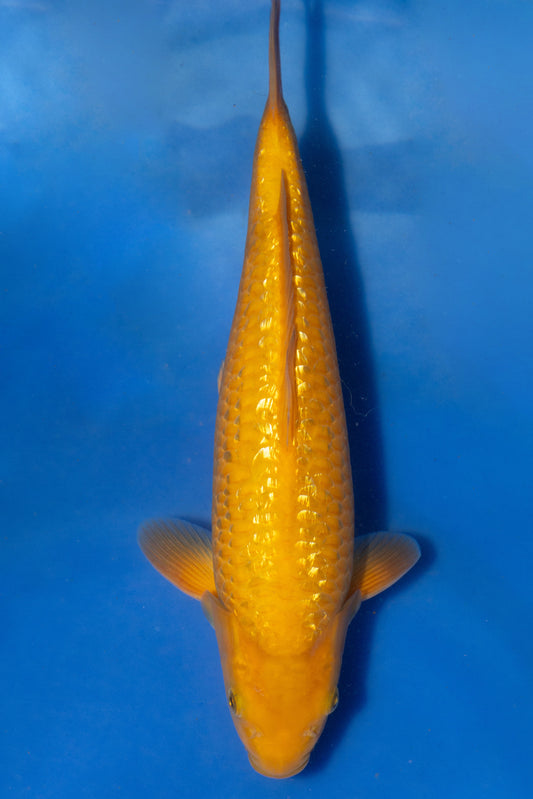 Ginrin Mango Big Scale Doitsu Chagoi, 27 cm, 2024, Tosai
