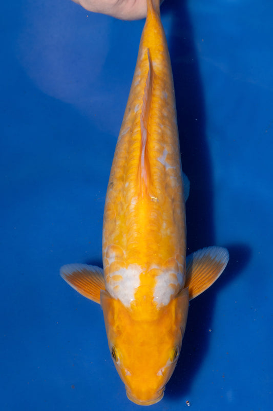 Doitsu Koyo, 30 cm, 2024, Tosai