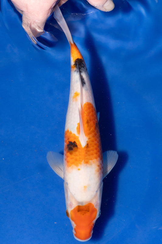 Sanke, 28 cm, 2024, Tosai