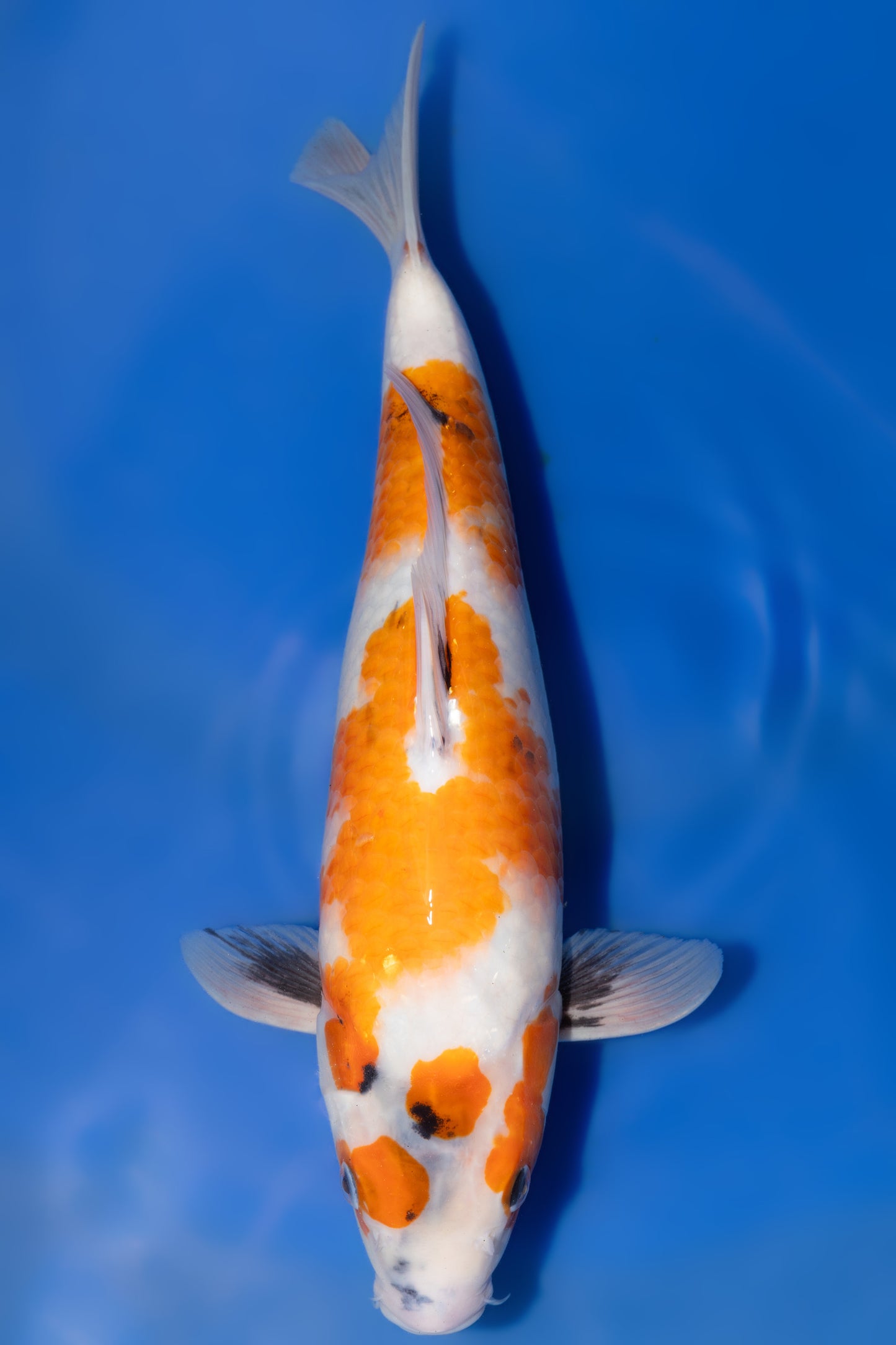 Showa, 34 cm, 2025, Tosai [962c91dd-fd45-46eb-819e-79793c7668ae.jpg]
