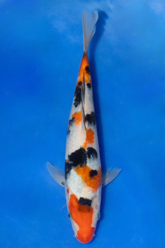 Sanke, 22 cm, 2024, Tosai