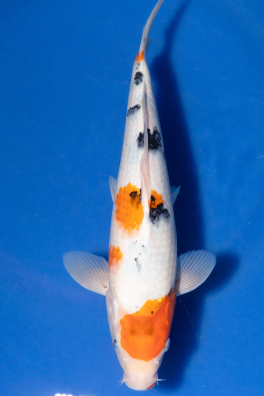 Sanke, 28 cm, 2024, Tosai