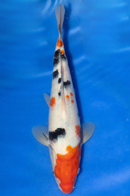Sanke, 28 cm, 2024, Tosai
