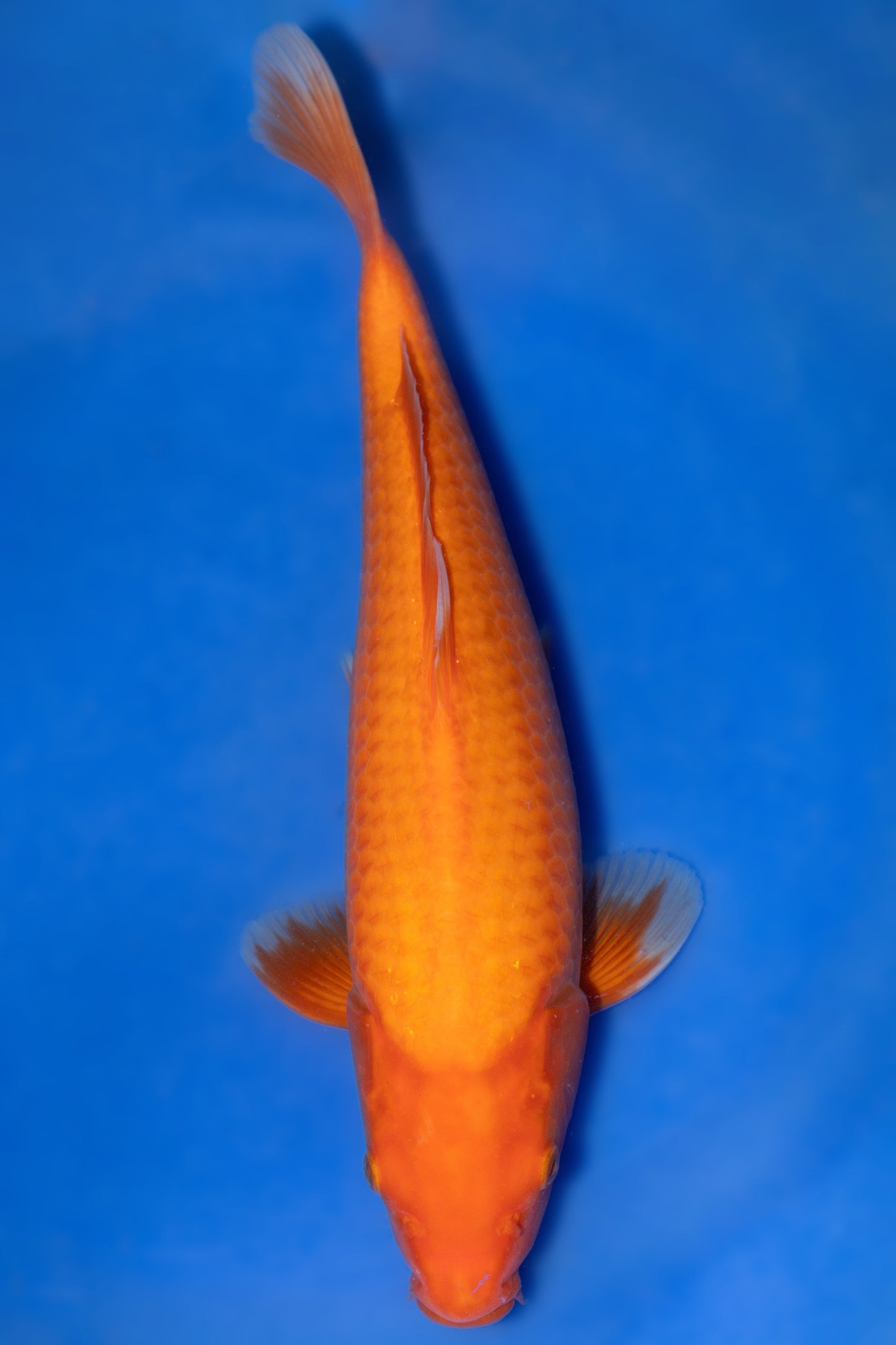 Benigoi, 32 cm, 2024, Tosai