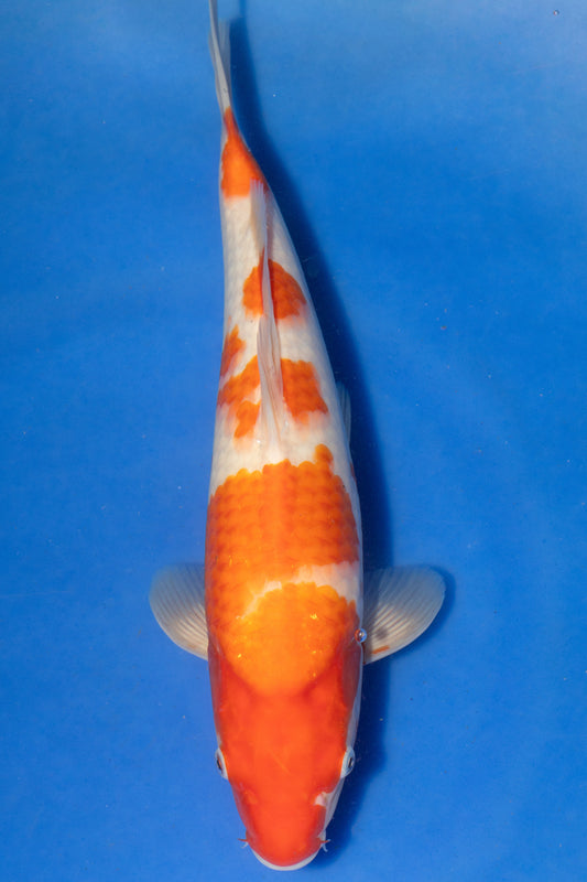 Kohaku, 34 cm, 2024, Tosai