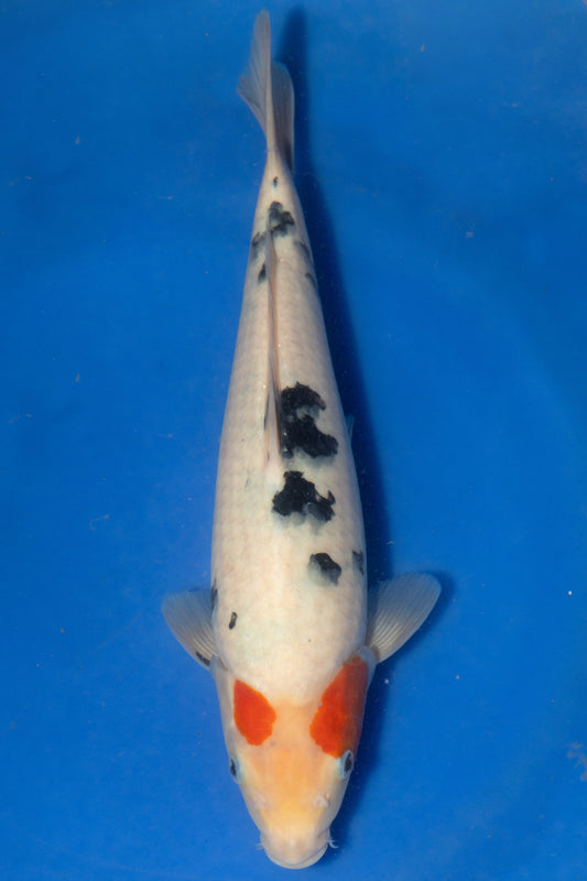 Sanke, 30 cm, 2024, Tosai
