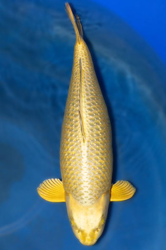 Ginrin Mukashi Ogon, 70 cm, 2022, Sansai, weiblich