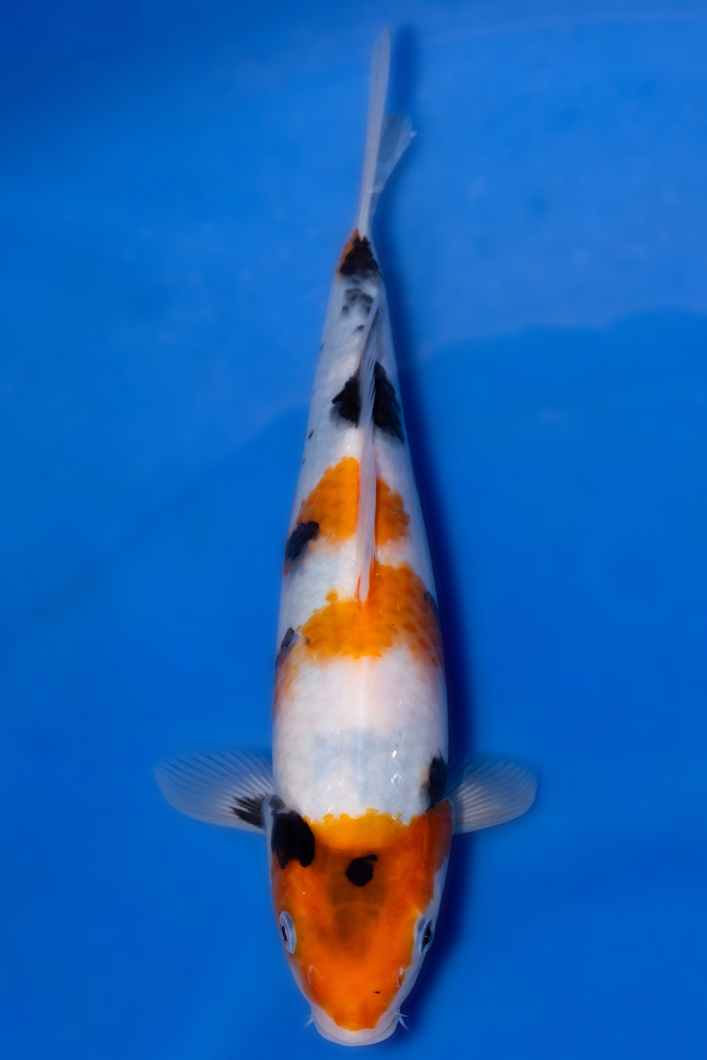 Showa, 26 cm, 2025, Tosai [9f84375f-696d-44b8-ae33-4bd2d3d01b0c.jpg]