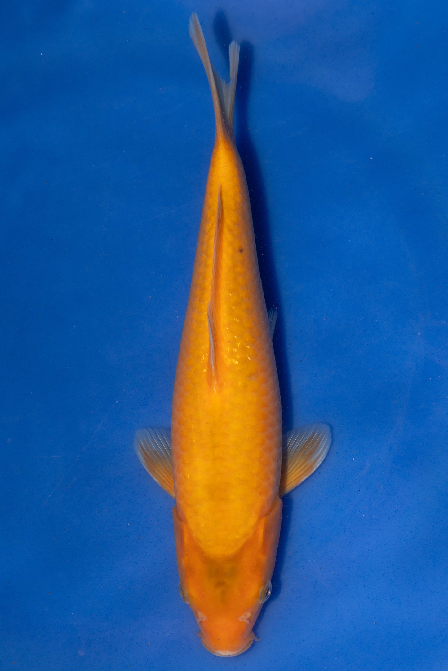 Aka Matsuba, 27 cm, 2024, Tosai