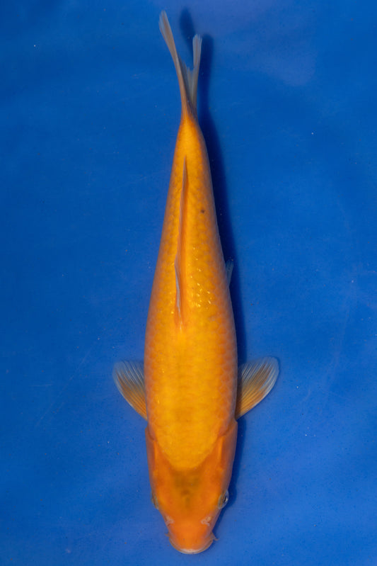 Aka Matsuba, 27 cm, 2024, Tosai