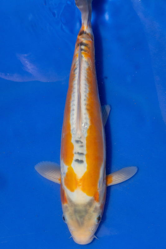 Doitsu Shusui, 27 cm, 2024, Tosai