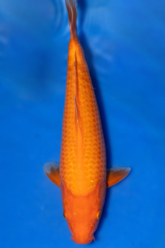 Benigoi, 33 cm, 2024, Tosai