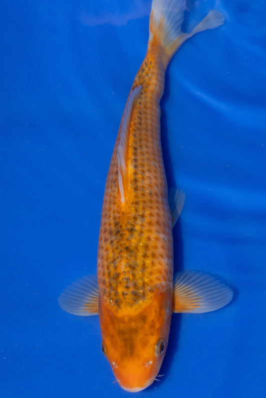 Aka Matsuba, 29 cm, 2024, Tosai
