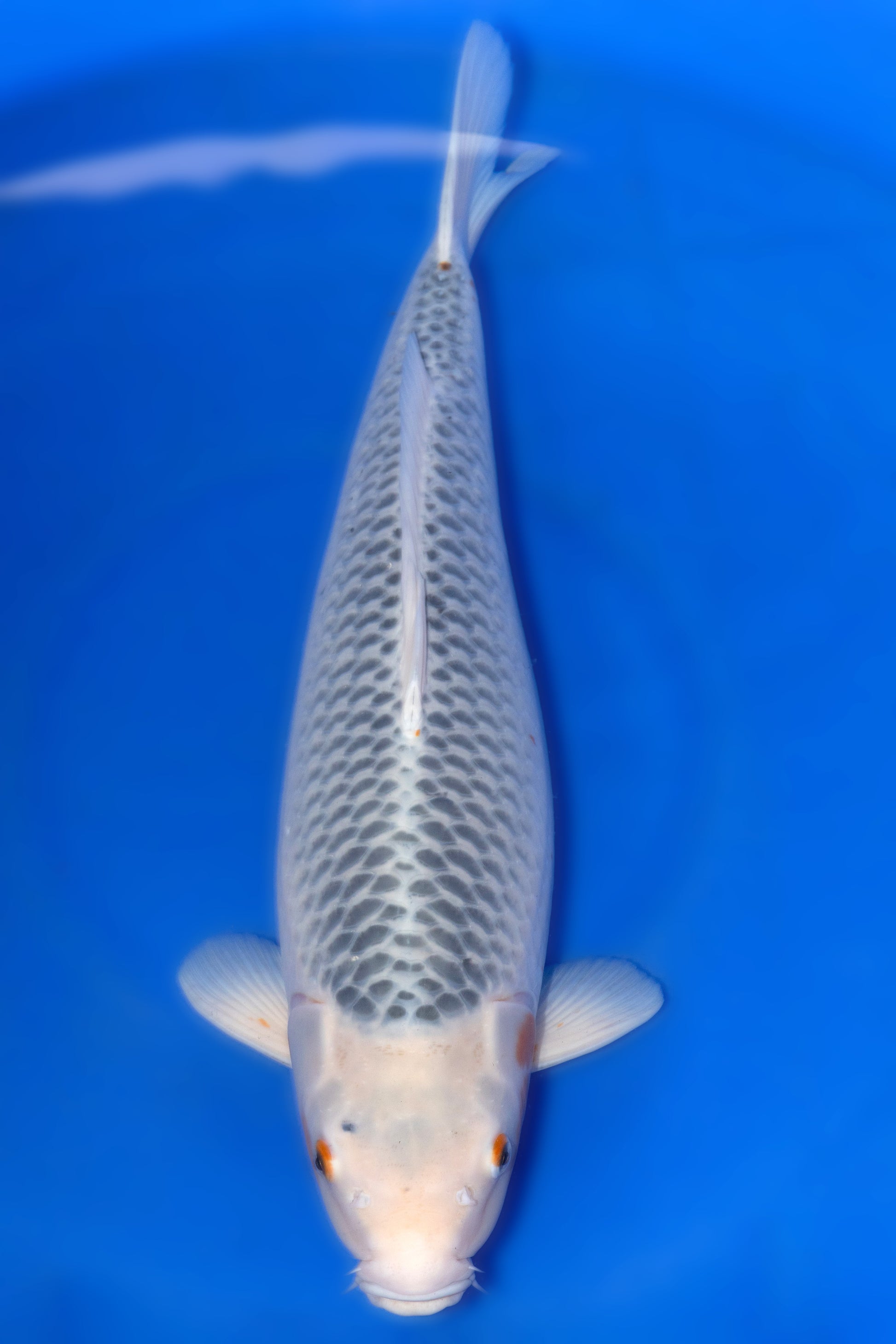 Asagi, 60 cm, 2024, Nisai, weiblich [af509979-545b-4755-adee-14b44df70986.jpg]