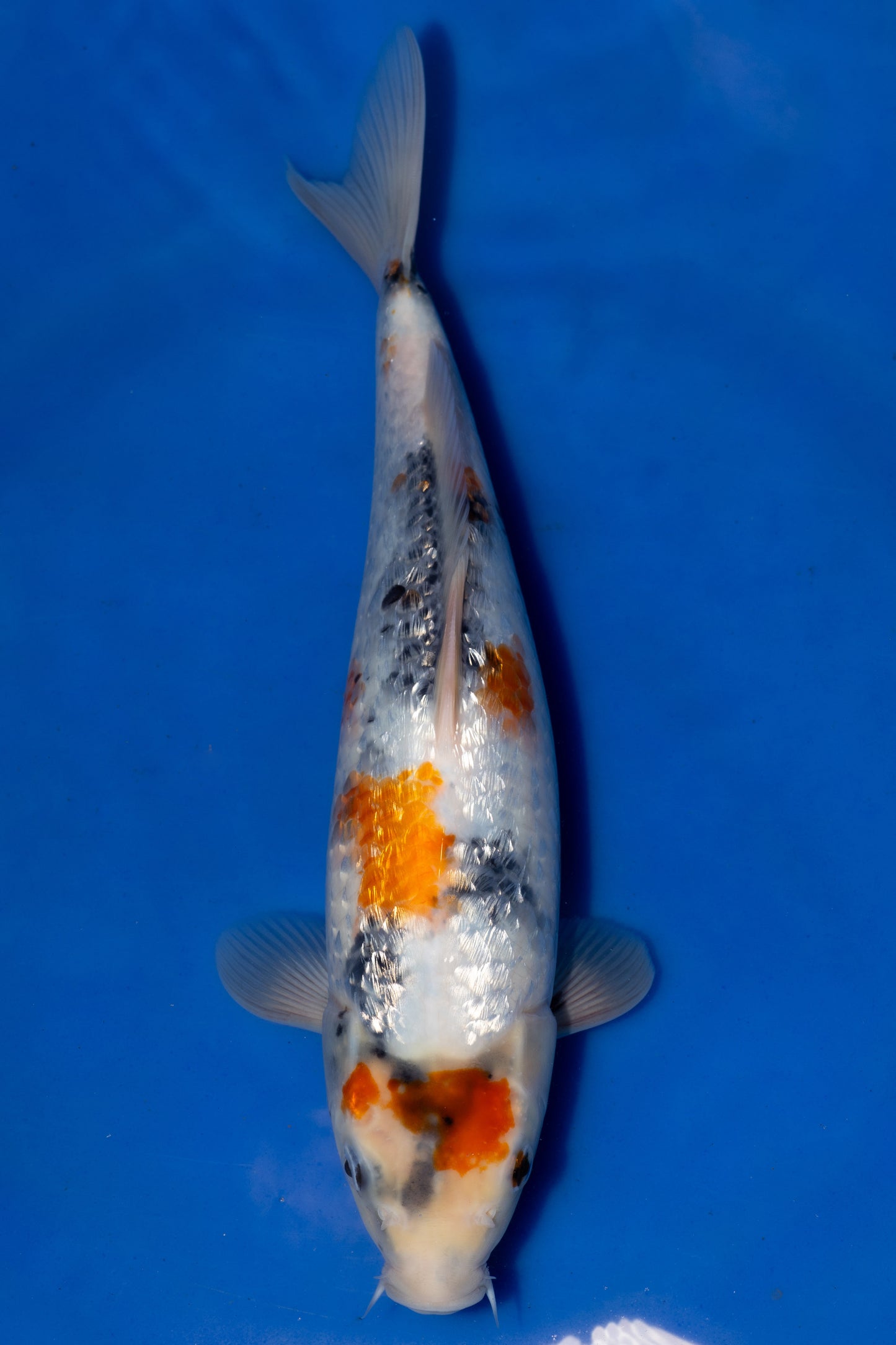 Showa, 30 cm, 2025, Tosai, weiblich [b0ed6a47-739f-4b57-9e33-03d91e3b5a3c.jpg]