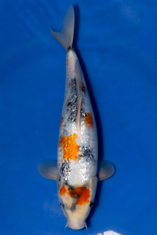 Showa, 30 cm, 2025, Tosai, weiblich [b0ed6a47-739f-4b57-9e33-03d91e3b5a3c.jpg]