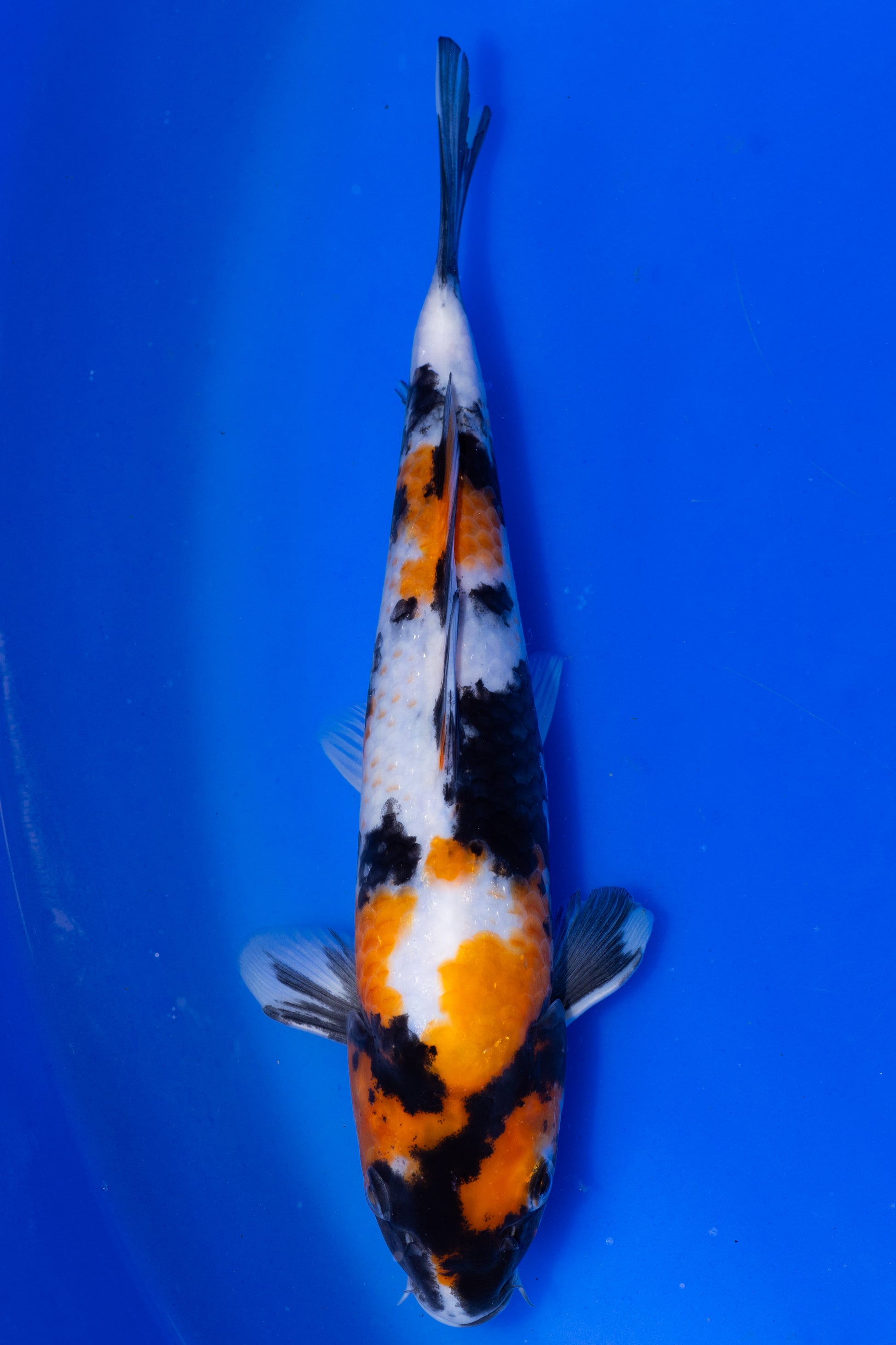 Showa, 23 cm, 2025, Tosai [b1e9e265-1dbe-41e2-aa4f-d17e144b35e1.jpg]