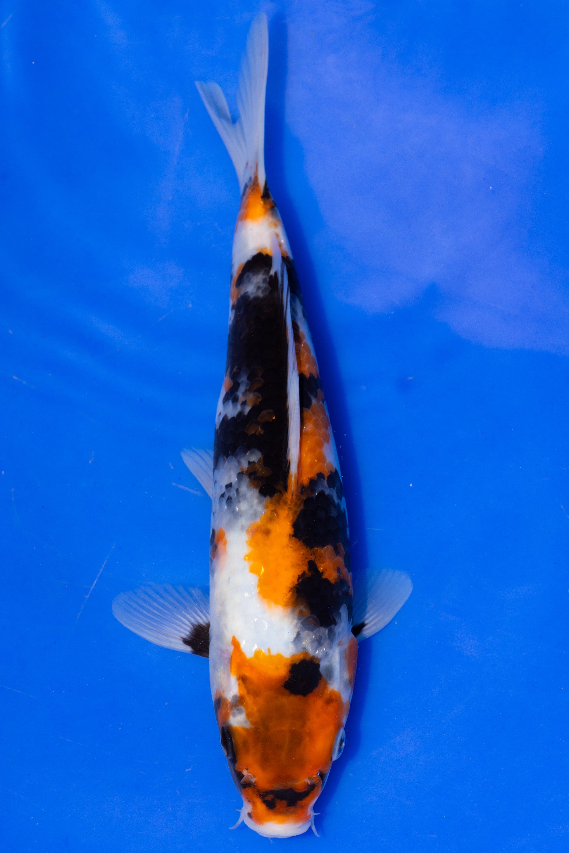 Showa, 24 cm, 2025, Tosai [b2cf238c-7912-4b50-91c0-da5e9ea1f6c8.jpg]