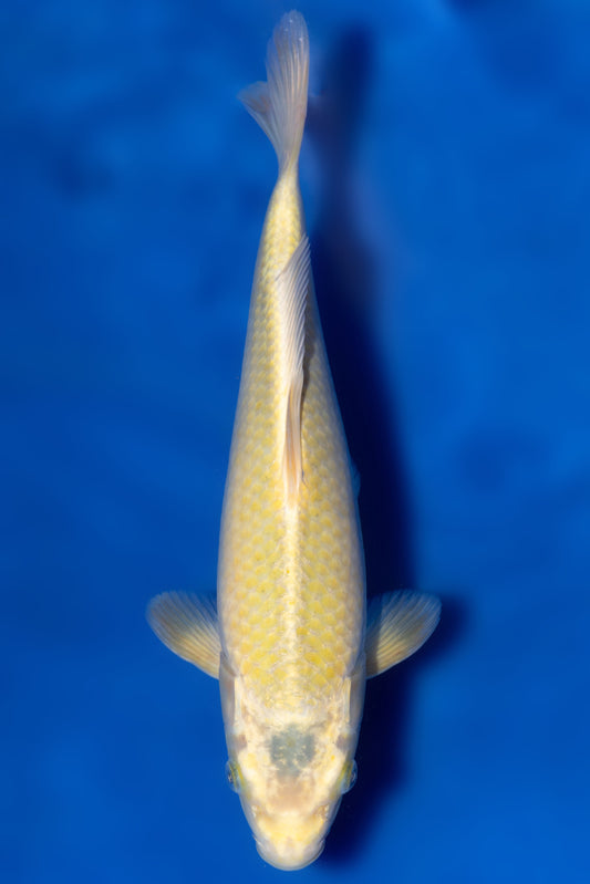 Kawarigoi, 29 cm, 2024, Tosai