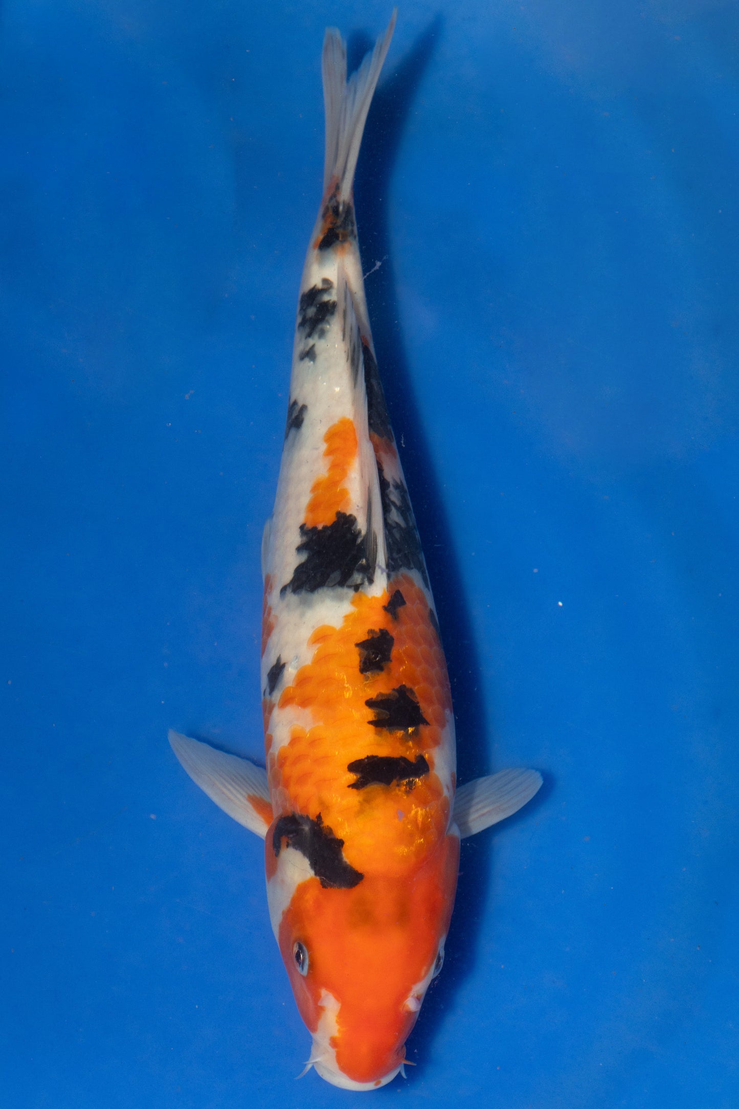 Sanke, 30 cm, 2024, Tosai