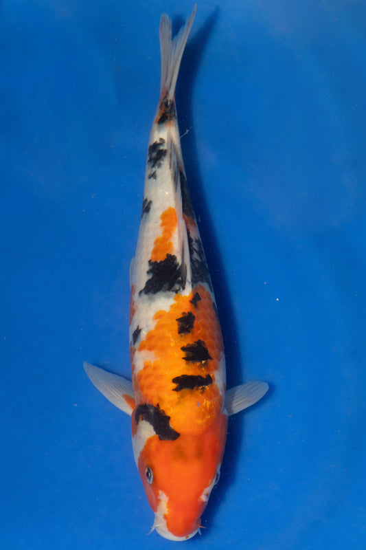 Sanke, 30 cm, 2024, Tosai