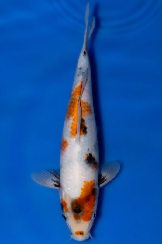Showa, 25 cm, 2025, Tosai [bcbb03a7-a540-4697-991d-70583925fce9.jpg]