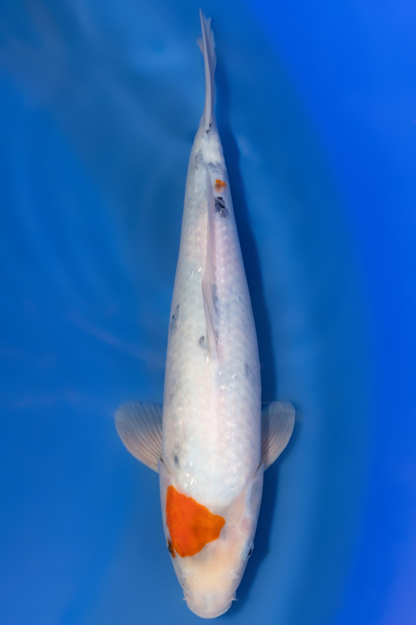 Showa, 35 cm, 2025, Tosai [c058bbfb-fc8d-457f-9c5e-62c41a82d983.jpg]