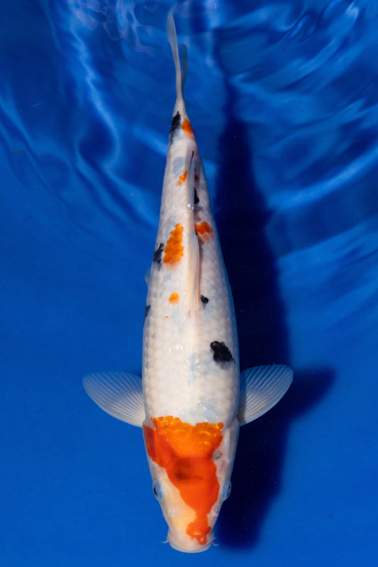 Sanke, 25 cm, 2024, Tosai