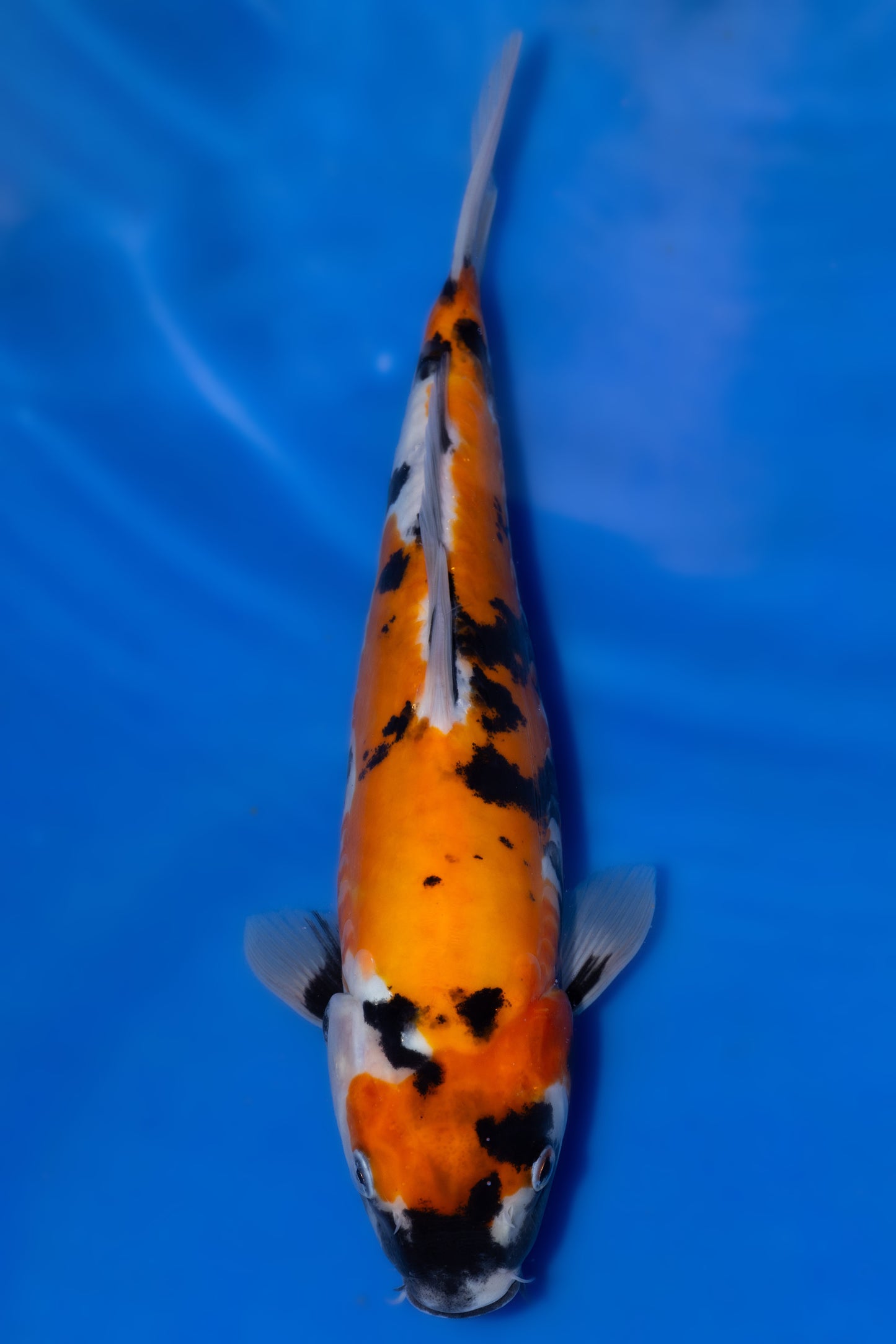 Doitsu Showa, 27 cm, 2025, Tosai [c80a12d7-b79a-4e80-8d64-f79317ec9c9d.jpg]