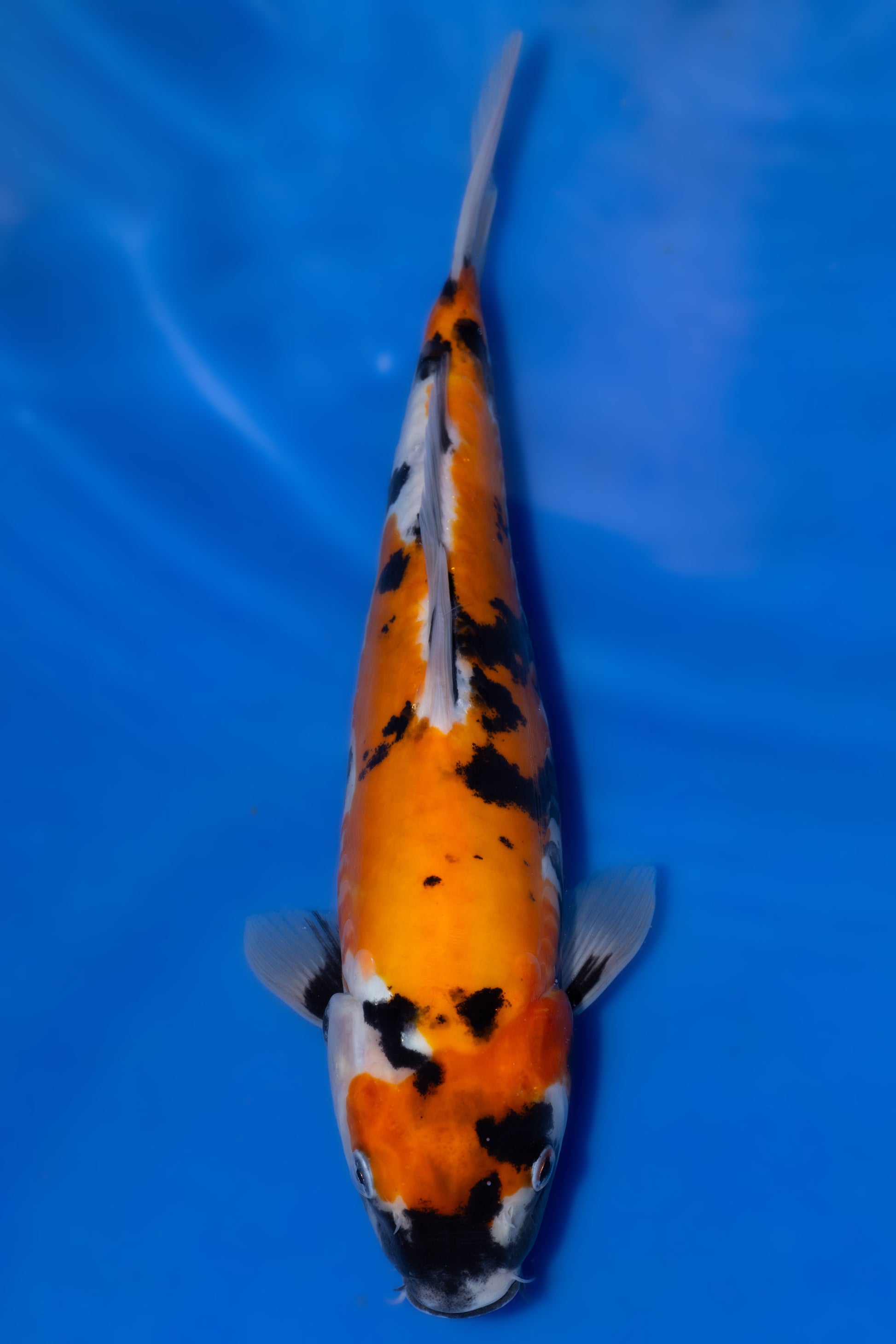 Doitsu Showa, 27 cm, 2025, Tosai [c80a12d7-b79a-4e80-8d64-f79317ec9c9d.jpg]
