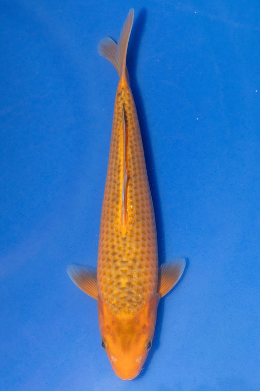 Aka Matsuba, 29 cm, 2024, Tosai
