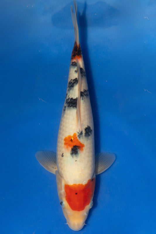 Sanke, 31 cm, 2024, Tosai