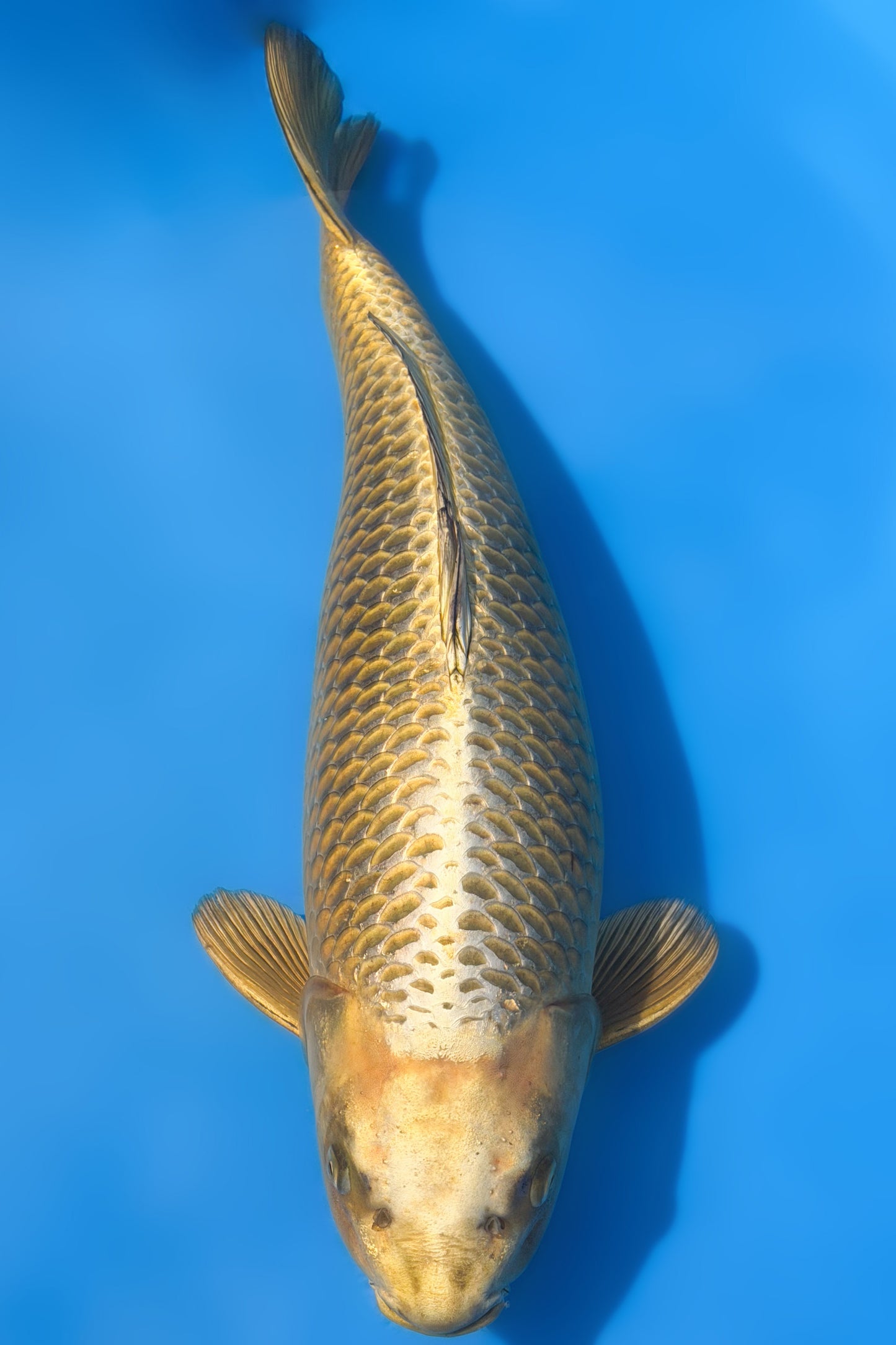 Mukashi Ogon, 70 cm, 2024, Nisai, weiblich [cf87a252-7375-42d0-91b3-1cd3e3ada8fb.jpg]