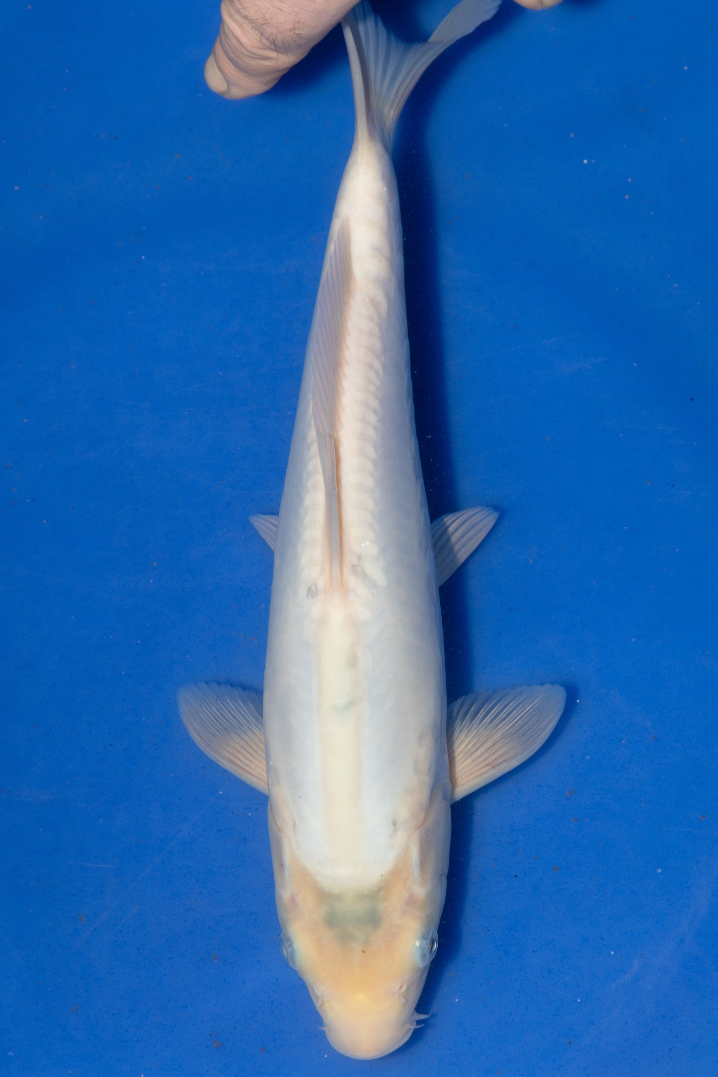 Doitsu Kawarigoi, 28 cm, 2024, Tosai
