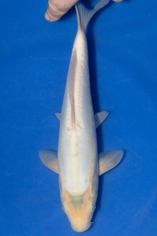 Doitsu Kawarigoi, 28 cm, 2024, Tosai