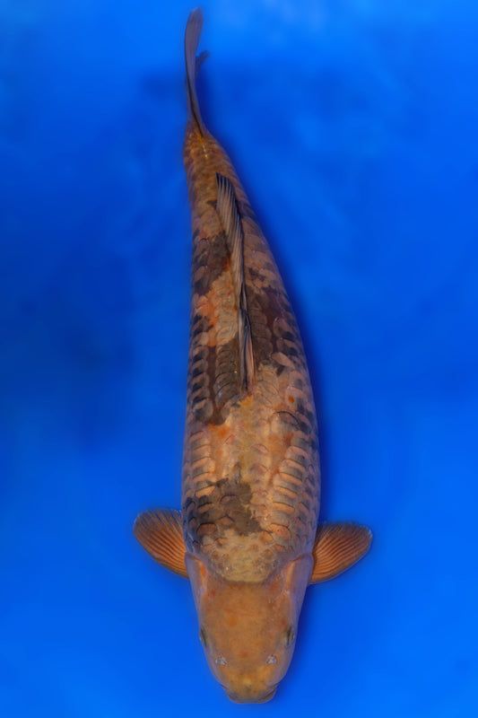 Doitsu Cha Utsuri, 61 cm, 2023, Sansai [d1c81139-6dd6-4eea-a57c-e5fab68b00e3.jpg]