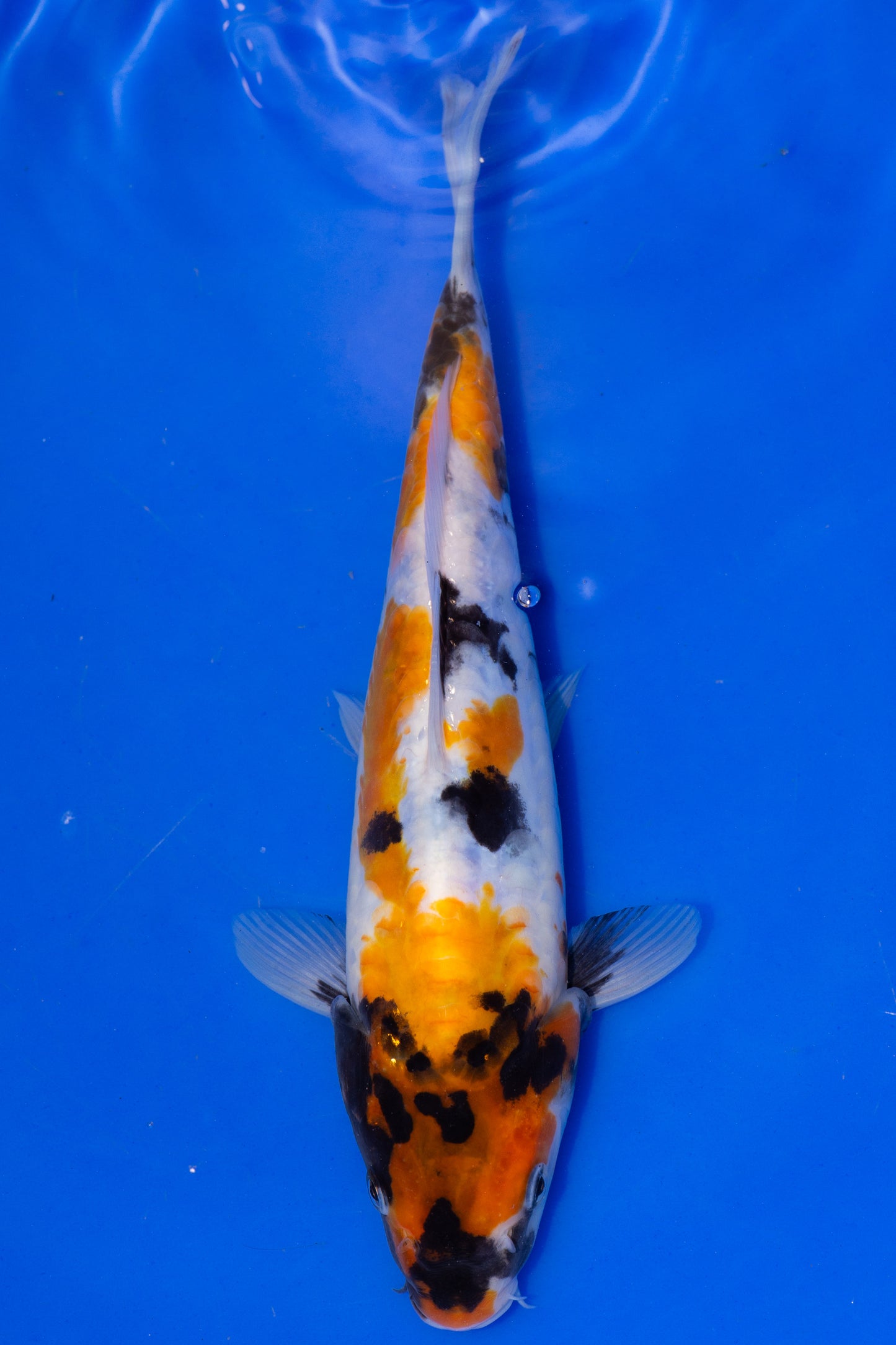 Doitsu Showa, 24 cm, 2025, Tosai [d577e8fa-4b9b-4697-b20f-5623f6c71d1f.jpg]