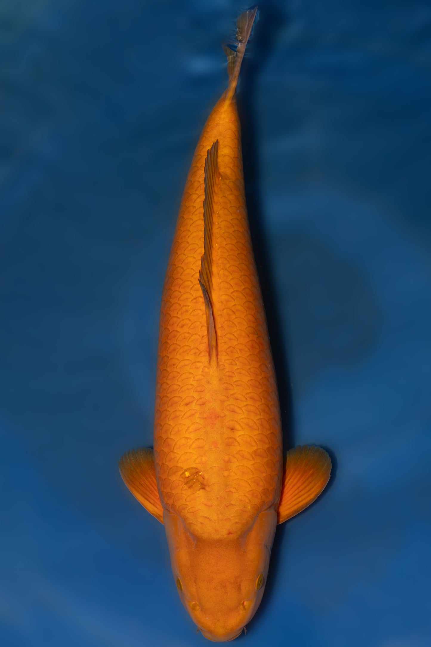 Chagoi, 65 cm, 2022, Sansai, männlich