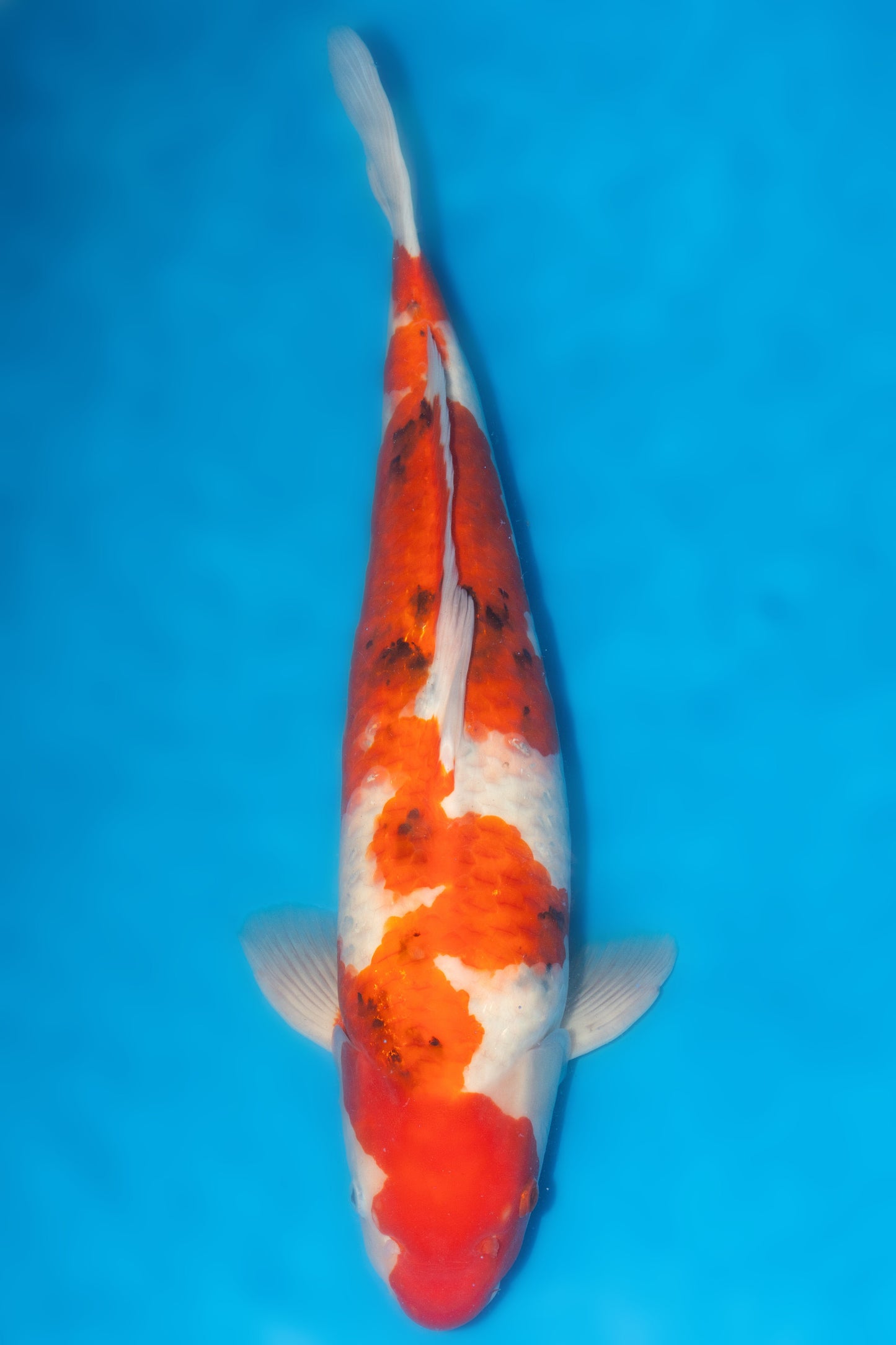 Sanke, 56 cm, 2022, Yonsai, männlich [ef8fe43c-9c72-4d28-bb57-a35e4249cbb1.jpg]