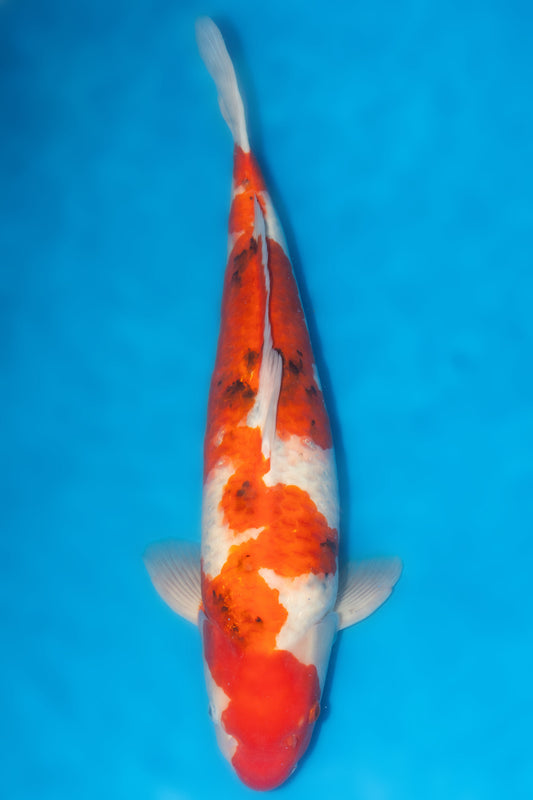 Sanke, 56 cm, 2022, Yonsai, männlich [ef8fe43c-9c72-4d28-bb57-a35e4249cbb1.jpg]